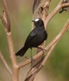 /album/photo-gallery-homepage/white-fronted-black-chat-jpg/